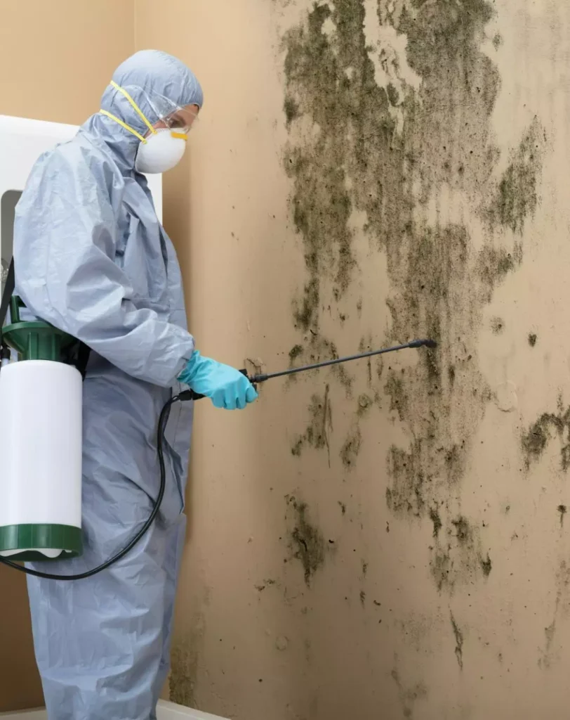 mould-removal-service